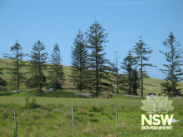 Memorial Norfolk Island Pines.