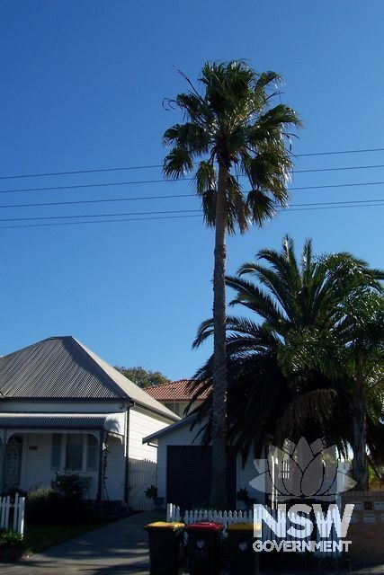 Cabbage Tree.