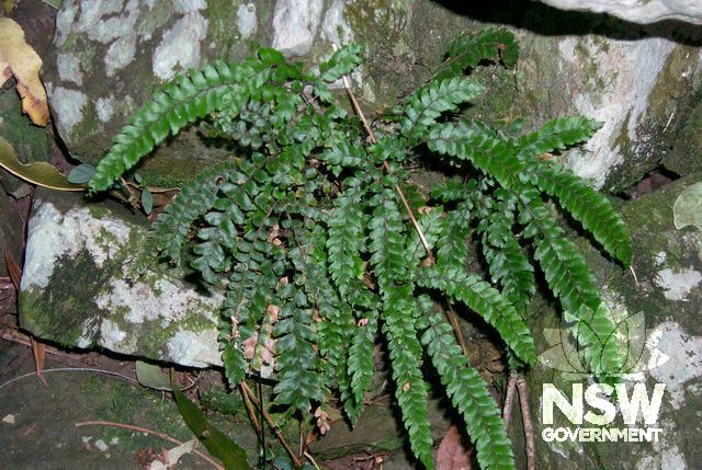 Whispering Gallery - fern.
