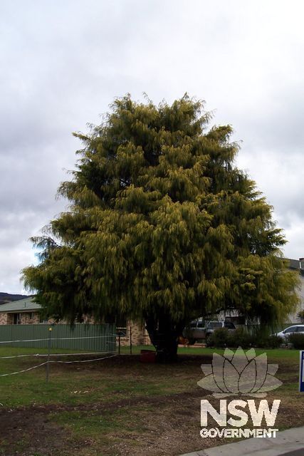Golden Cypress.