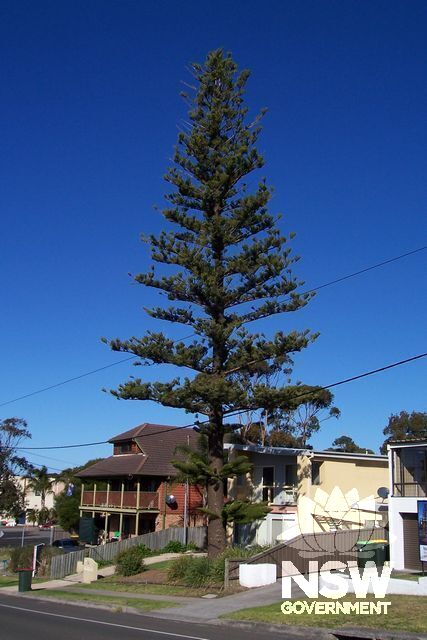 Norfolk Island Pine.