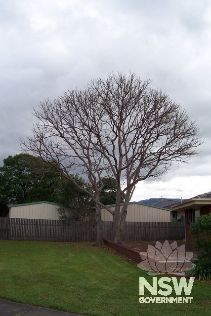 Illawarra Plum Pine.