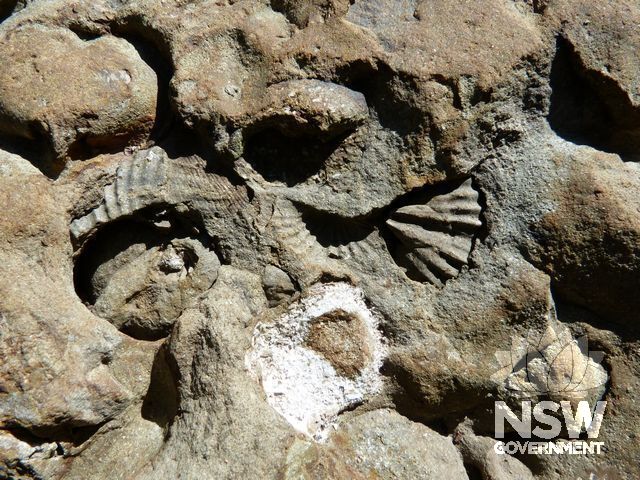 Whispering Gallery Fossils