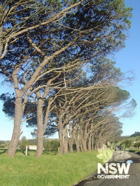 Avenue Umbrella Pines.