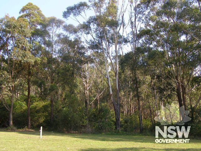 Blackbutt Forest Reserve.