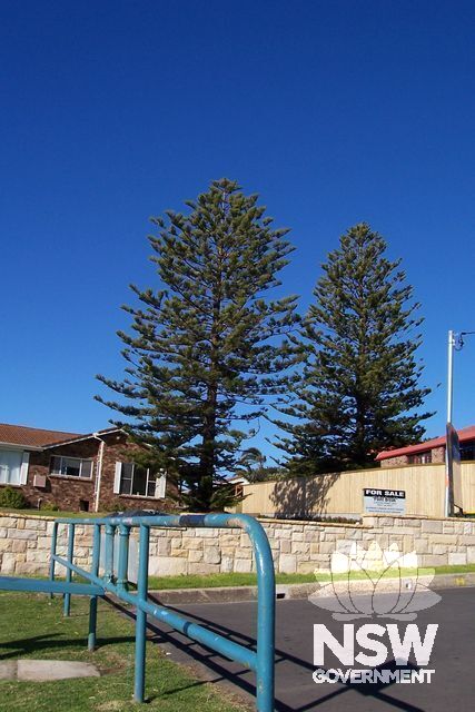 Surf Road Pine Trees.