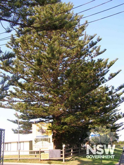 Norfolk Island Pine Tree.
