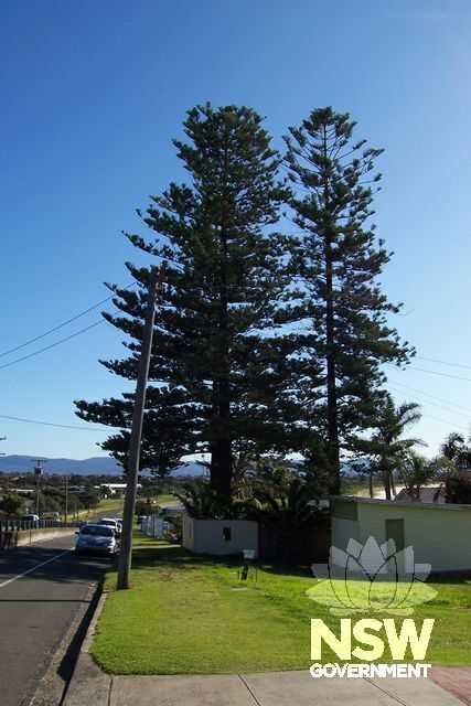 Norfolk Island Pine.