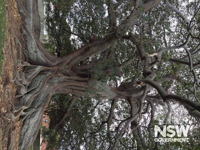 Moreton Bay Fig Tree 2015.