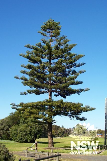 Norfolk Island Pine Tree.