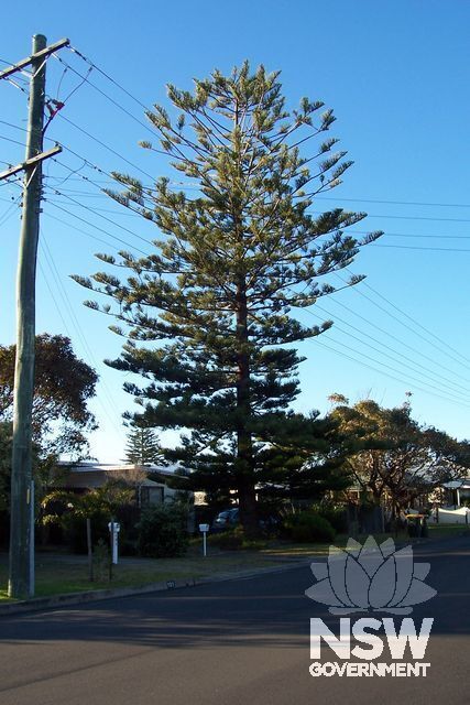 Norfolk Island Pine Tree.