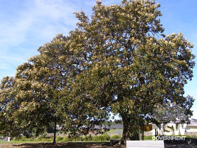 Fig Trees.