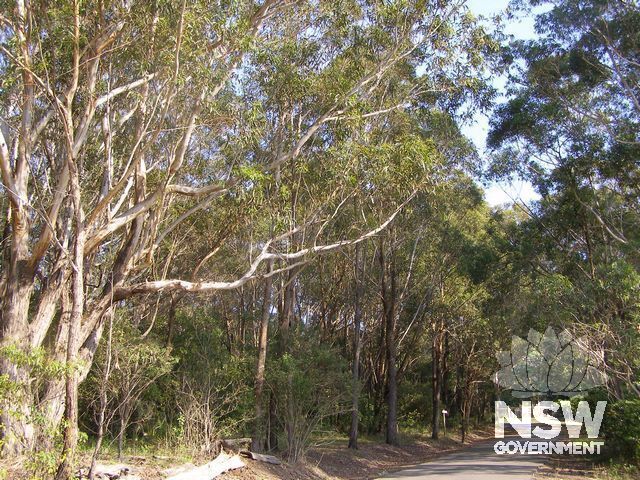 Blackbutt Forest Reserve.