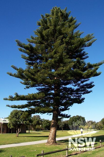 Norfolk Island Pine Tree.