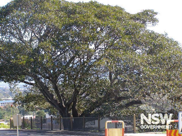 Fig Trees.