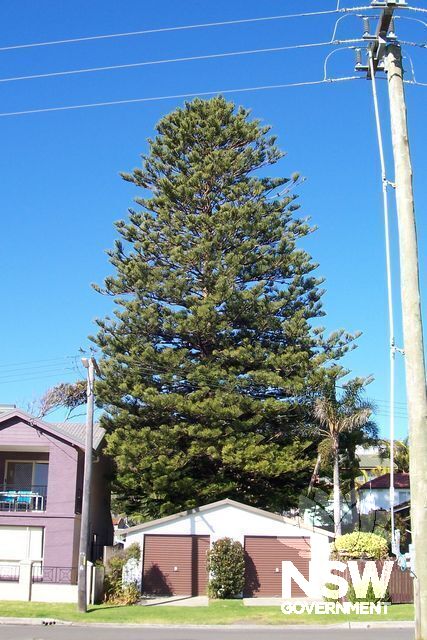 Norfolk Island Pine.