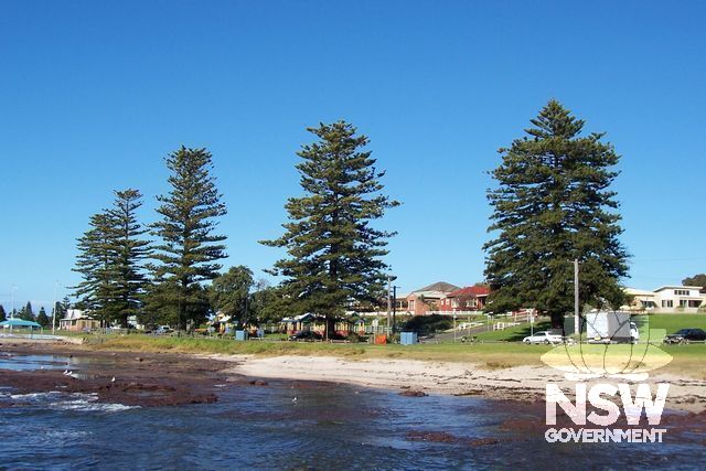 Norfolk Island Pine Trees. Foreshore.