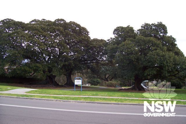 John Shepherd Reserve, Moreton Bay Fig Trees.