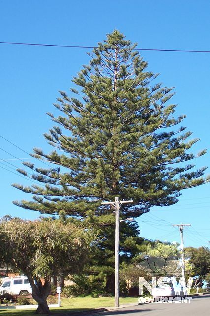 Norfolk Island Pine.