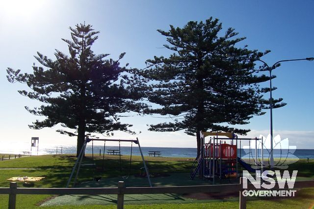 Norfolk Island Pine Trees.
