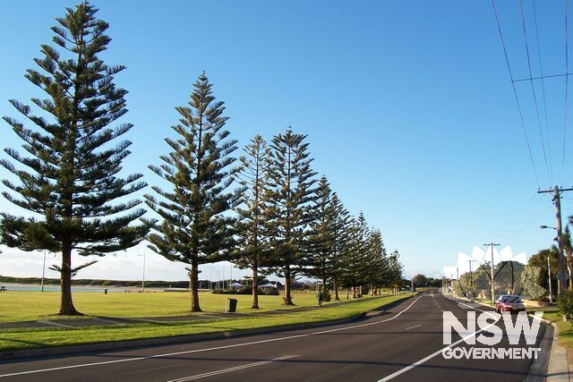Norfolk Island Pine Trees.