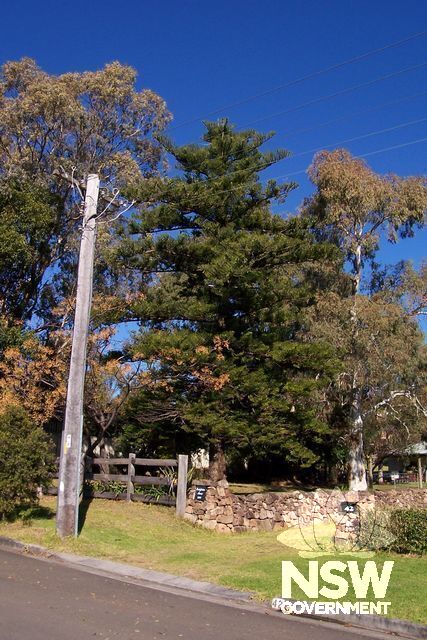 Nolfolk Island Pine tree, Presbyterian Manse (Former), Albion Park