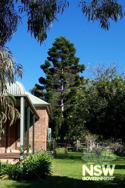 Nolfolk Island Pine tree, Presbyterian Manse (Former), Albion Park