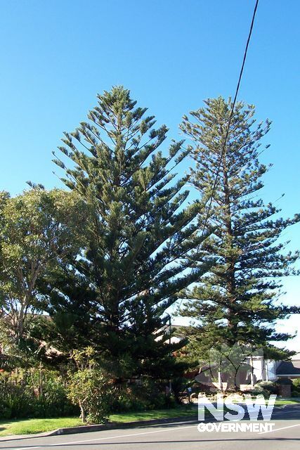 Norfolk Island Pine.