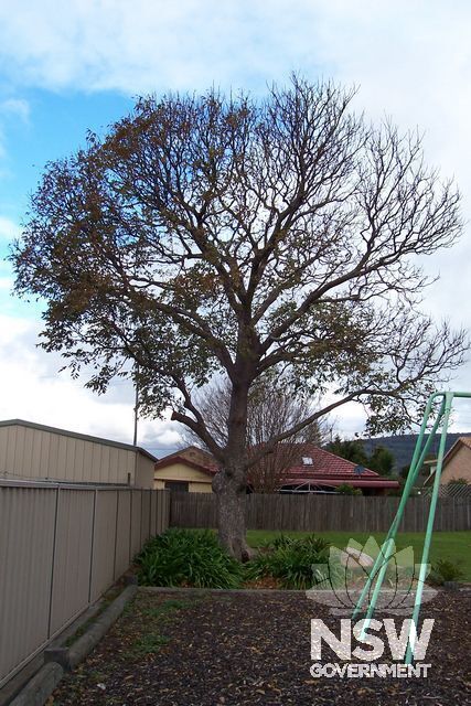 Illawarra Plum Pine.