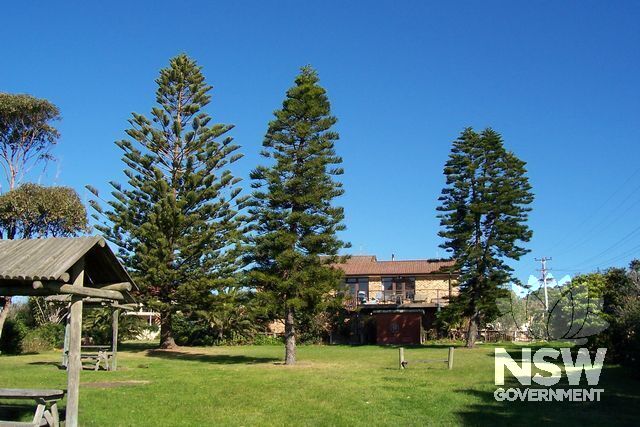 Norfolk Island Pine Trees.