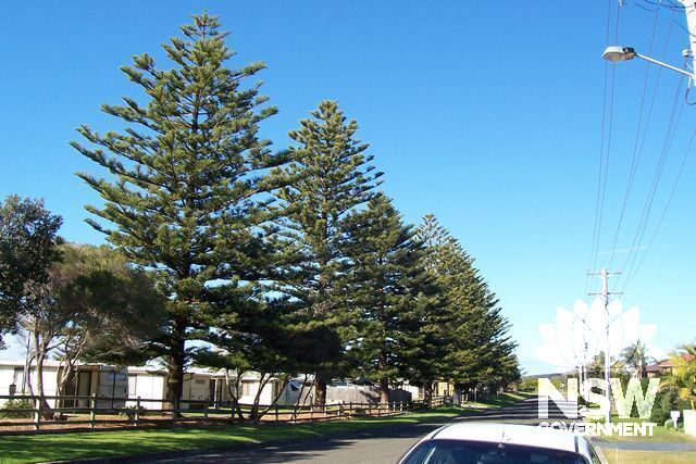 Norfolk Island Pine Trees.