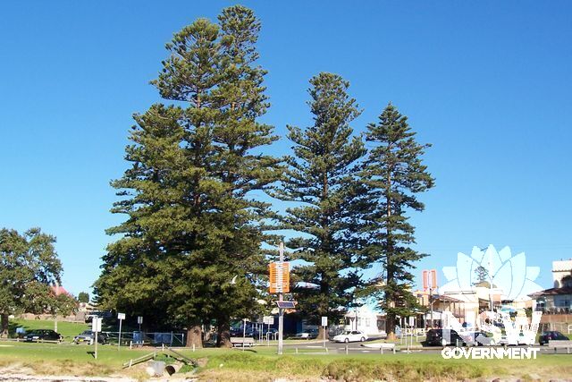 Norfolk Island Pine Trees. Foreshore.