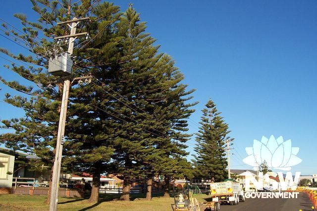 Norfolk Island Pine Trees.