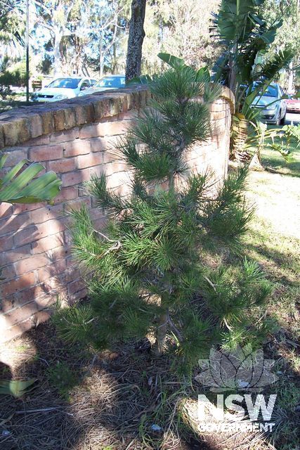 Peace Grove Lone Pine.