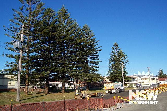 Norfolk Island Pine Trees.