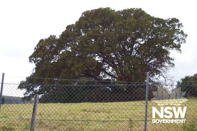 Fig tree Rosetta Hill.