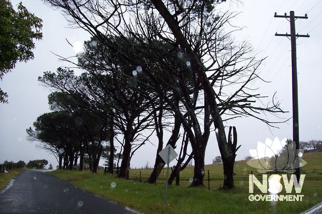 Avenue of Umbrella Pine Trees, Croome Road