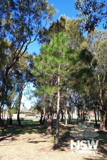 Peace Grove Lone Pine.
