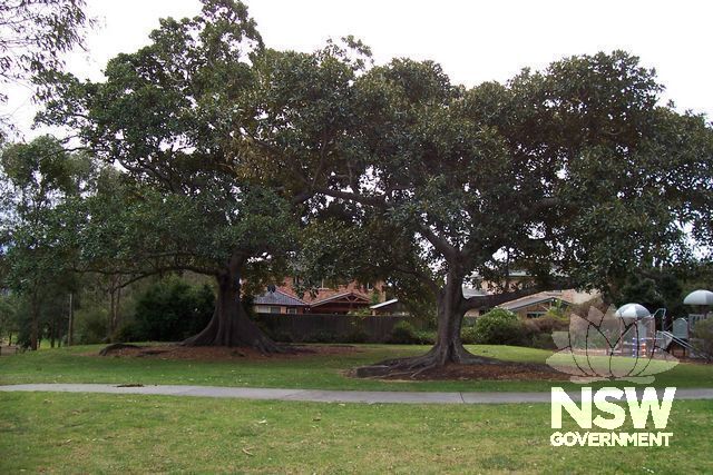 John Shepherd Reserve, Moreton Bay fig trees.