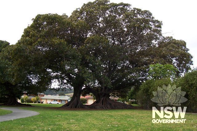 John Shepherd Reserve, Moreton Bay Fig Trees.