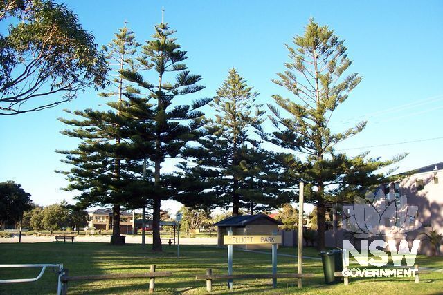 Norfolk Island Pine Trees.