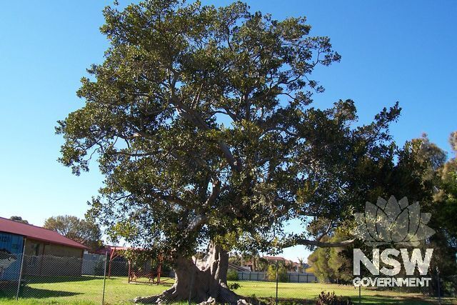 Moreton Bay Fig Tree, Yovelton.