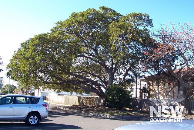 Moreton Bay Fig Tree, Shellharbour.