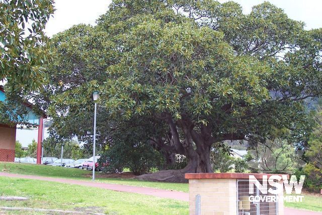 Tara Fig Tree.