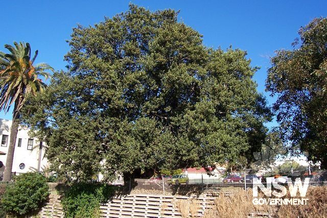 Fig Tree Little Park.