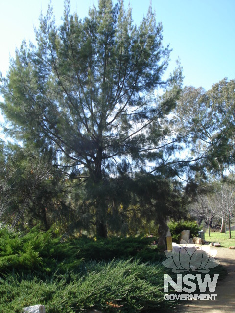 Chinaman's Dam Reserve