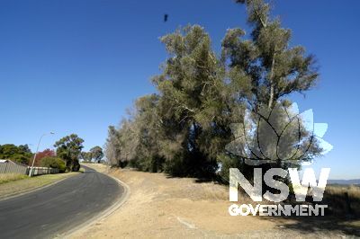 Olive Trees on site of Mt Pleasant House