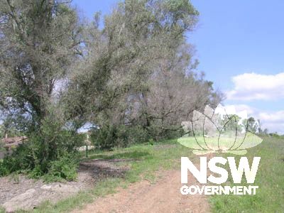 The line of olive trees