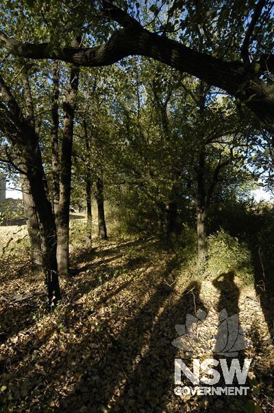 Combewood Trees