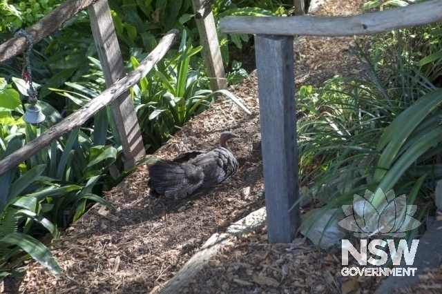 Lavender Bay Railway Group - Garden areas, known as Wendy Whiteley gardens.